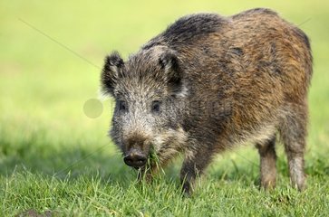 Wild Boar eating grass in a pasture Franche-Comté France
