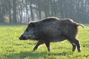 Eurasian wild boar walking in a pasture France