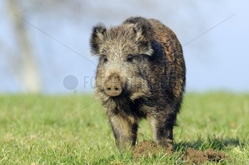 Eurasian wild boar in a pasture France