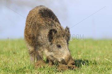 Eurasian wild boar burrowing in a pasture France