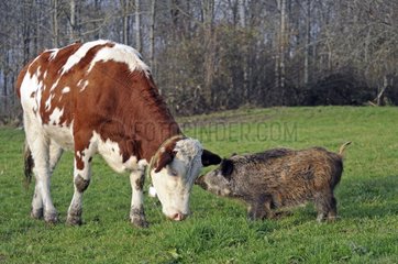 Eurasian wild boar and Cows in a pasture France