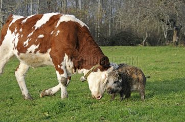 Eurasian wild boar and Cows in a pasture France