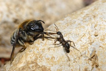 Anthophora Bee dragged by Ant Northern Vosges France