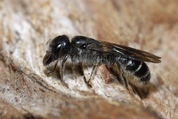 Mason Bee female Northern Vosges France