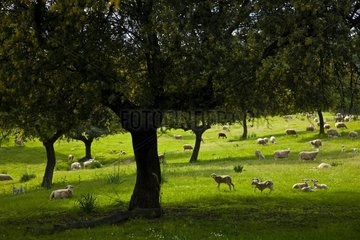 Sheeps in Sierra Andujar NP Andalusia Spain