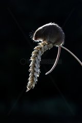 Harvest mouse backlit on an ear England