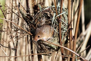 Harvest mouse at nest in reeds England