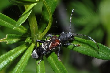 Rufous-shouldered longhorn beetle Northern Vosges France