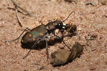 Northern dune tiger beetle catching an Ant Northern Vosges