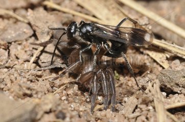 Spider Wasp paralyzing a Spider PNR Northern Vosges France
