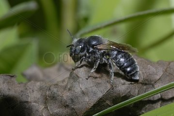 Solitary bee on dead wood PNR Northern Vosges France
