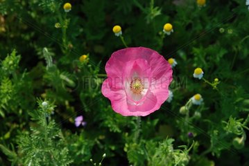 Poppy in bloom in a garden