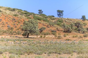 Springboks walking in the Kalahari Desert