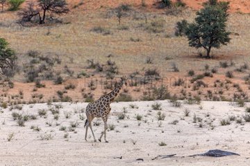 Giraffe walking in the Kalahari Desert