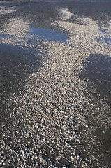 Cockle shells deposited by the waves at the bottom of a bay