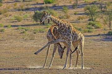 Games and caresses of Giraffes in the Kalahari Desert [AT
