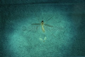 Mosquito domesticates female on the table of dissection