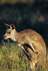 Portrait of Eastern Grey Kangaroo Warrumbungle NP