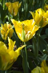 Tulipe viridiflora 'Golden artist'