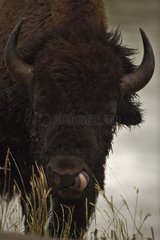 Bison männlicher Wyoming USA
