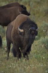 Bison Male vocalizing during rut Wyoming USA