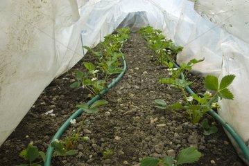 Plants de fraisiers sous tunnel