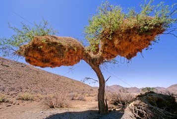 Sociable-weavers nests Namibia RSA