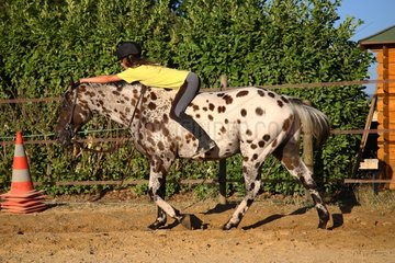 Young woman doing an exercise with his horse France