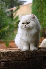 Persian cat sitting on a beam