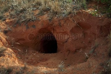 Eurasian Badger burrow in ocher Provence France