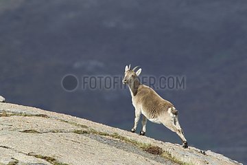 Spanish ibex female stretching on rock Spain