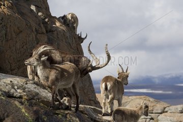 Spanish ibex male and females on rock Spain