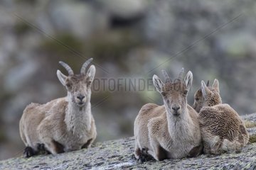 Spanish ibex females and young on rock Spain