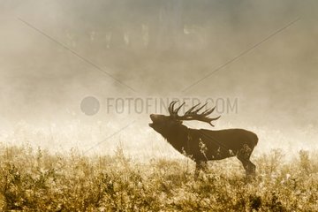 Red Deer stag bellowing in the mist in autumn GB