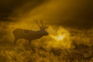 Red Deer stag bellowing in the mist in autumn GB