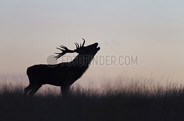 Red Deer stag bellowing at sunrise in autumn GB