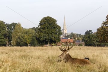 Red Deer stag resting in a meadow in autumn GB