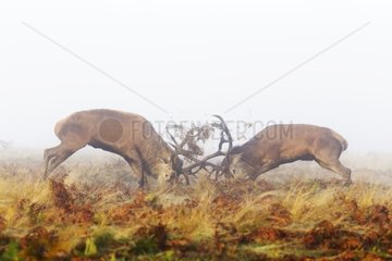 Red Deer stags fighting in the mist in autumn GB