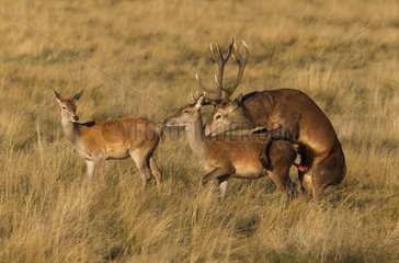 Red Deers mating in autumn GB