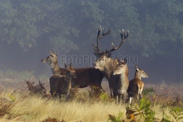 Red Deers herd in autumn GB