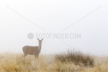 Red Deer hind in the mist in autumn GB