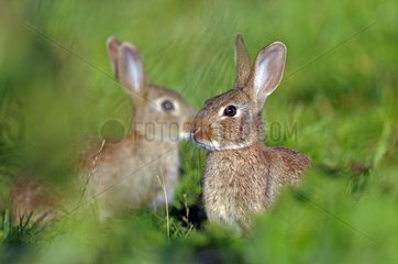Rabbits in a meadow Franche-Comté France