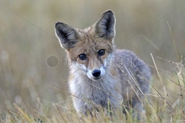 Young Red Fox hunting in France Plateau Ecot