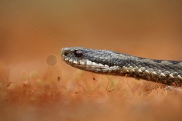 Portrait of a female Adder in the Midlands UK