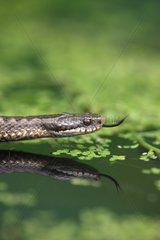 Portrait of a female Adder in the Midlands UK