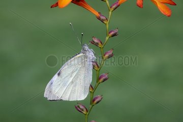 Large white butterfly Midland UK