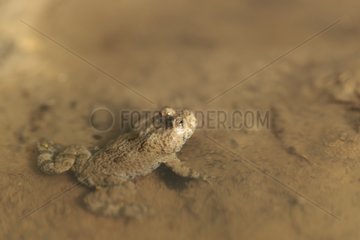 Yellow-bellied Toad in water Forest Plambois France