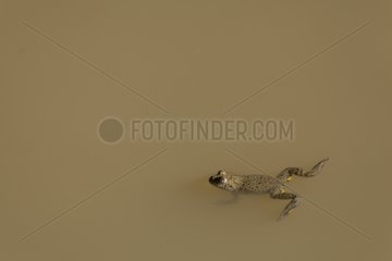 Yellow-bellied Toad in water Forest Plambois France
