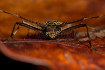 Flat-face Longhorn Beetle at night French Guiana