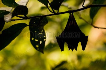 Bat hanging on the edge of forest in French Guiana